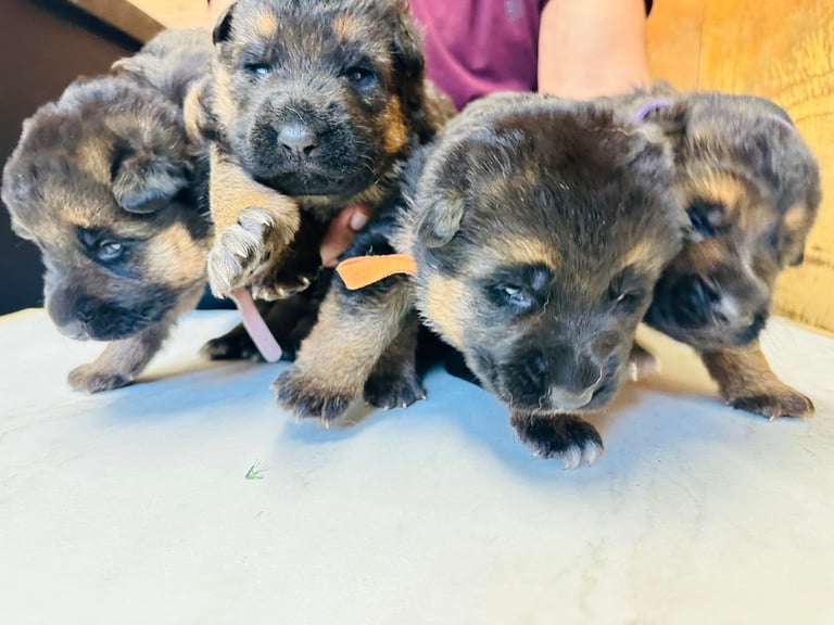 image for German Shepherd Puppies
