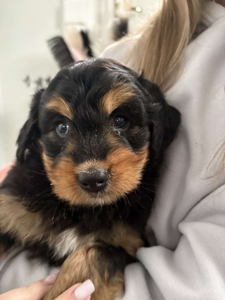Bernedoodle pups