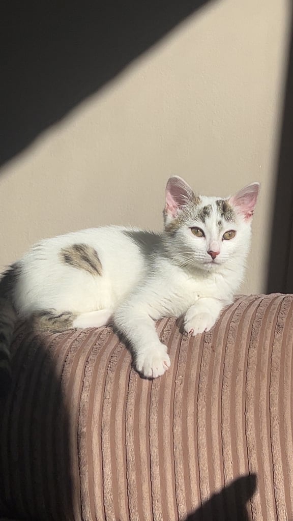 image for 6 month old kitten