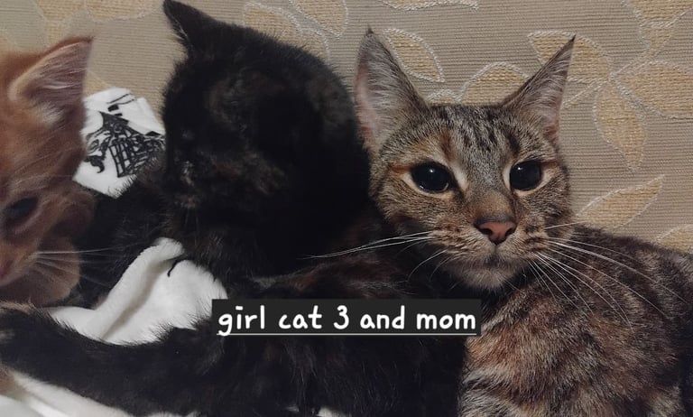 3 adorable 7 week old kittens looking for their forever home