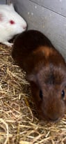 Guinea pigs/ can come with good quality indoor cage