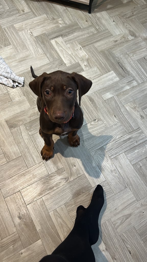 Rhodesian Ridgeback