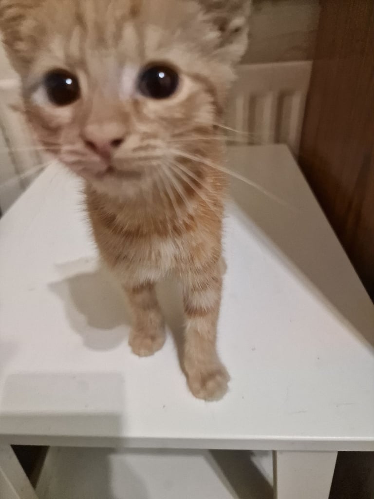 2 Orange ( Ginger ) kittens, boys , and 5 black ( persian ) kittens for sale 3 boys and 2 girls