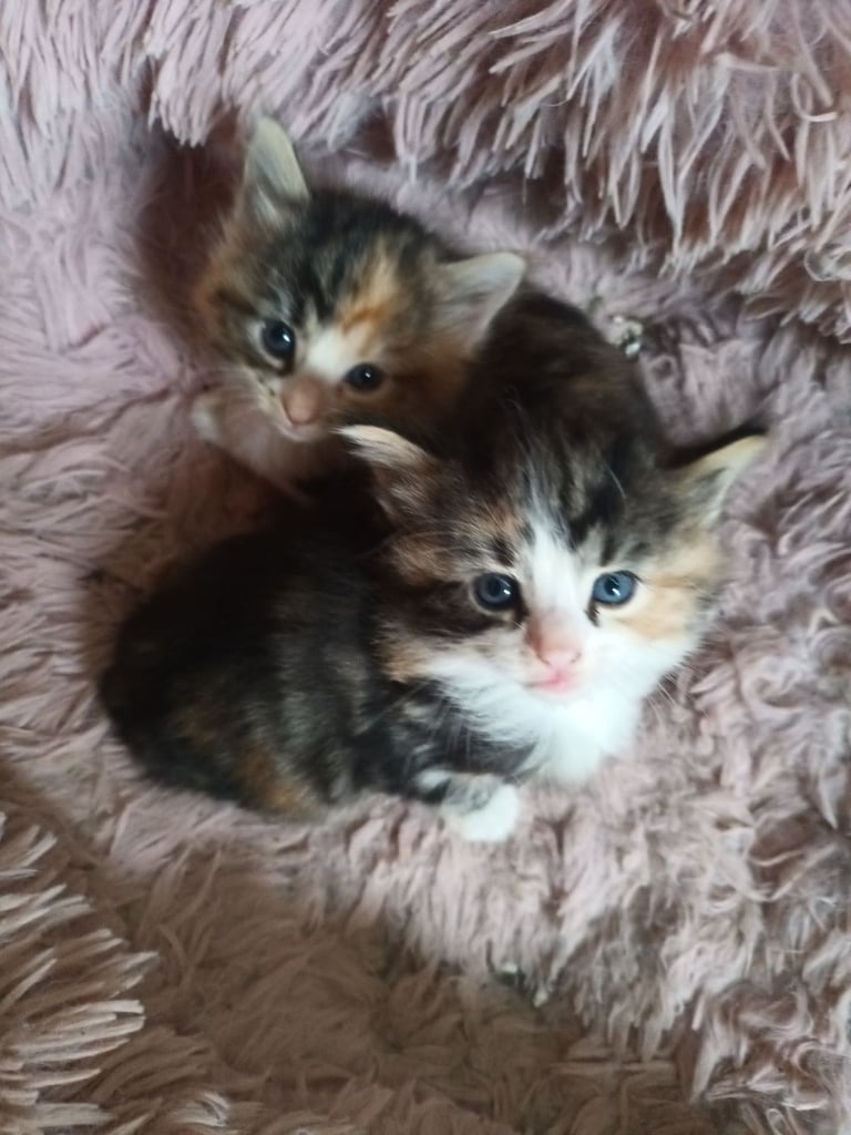6 Kittens and Mother For Sale