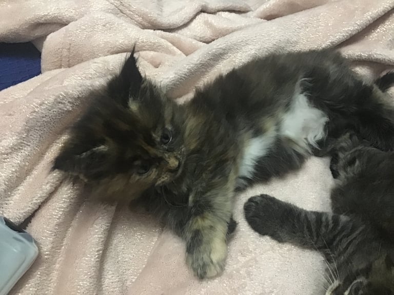 Ragdoll-Maincoon mix kittens