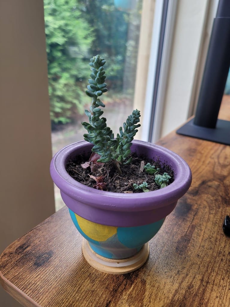 Succulent plant mini