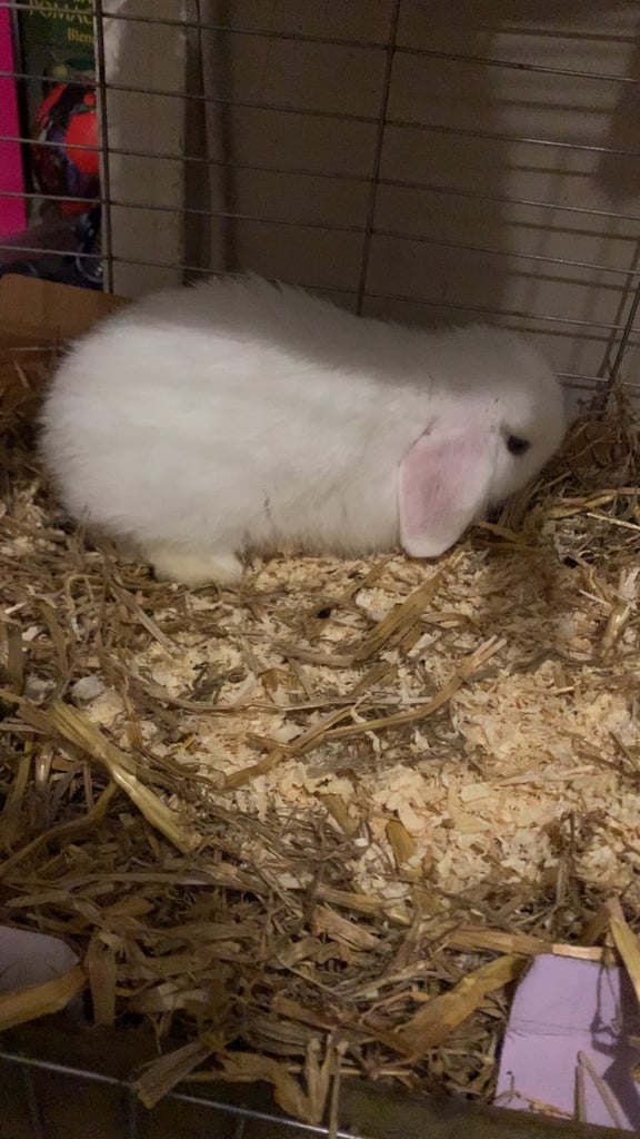 Mini lop rabbit 