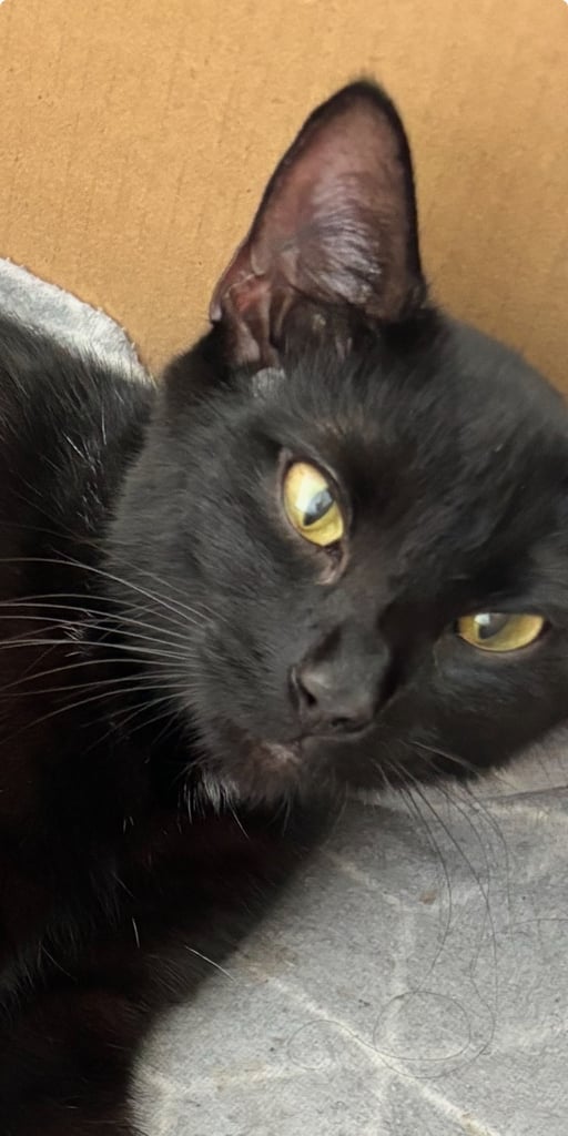 image for Cat female 2 years old 