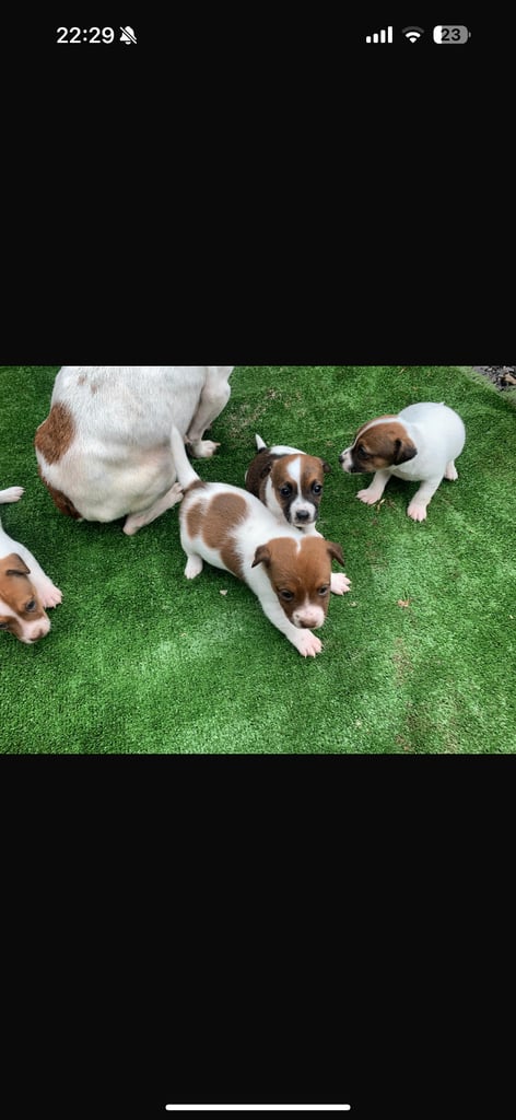 Beautiful Jack Russell puppies! REDUCED