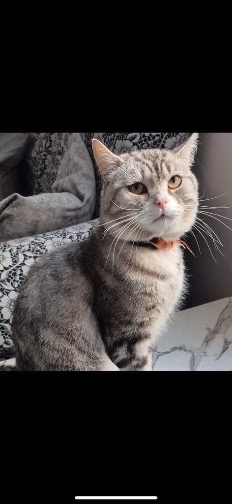 chunky male grey tabby