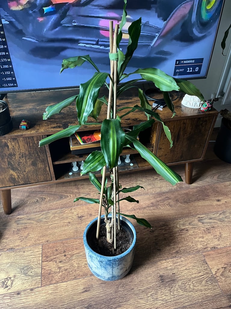 image for dracaena houseplant 100cm