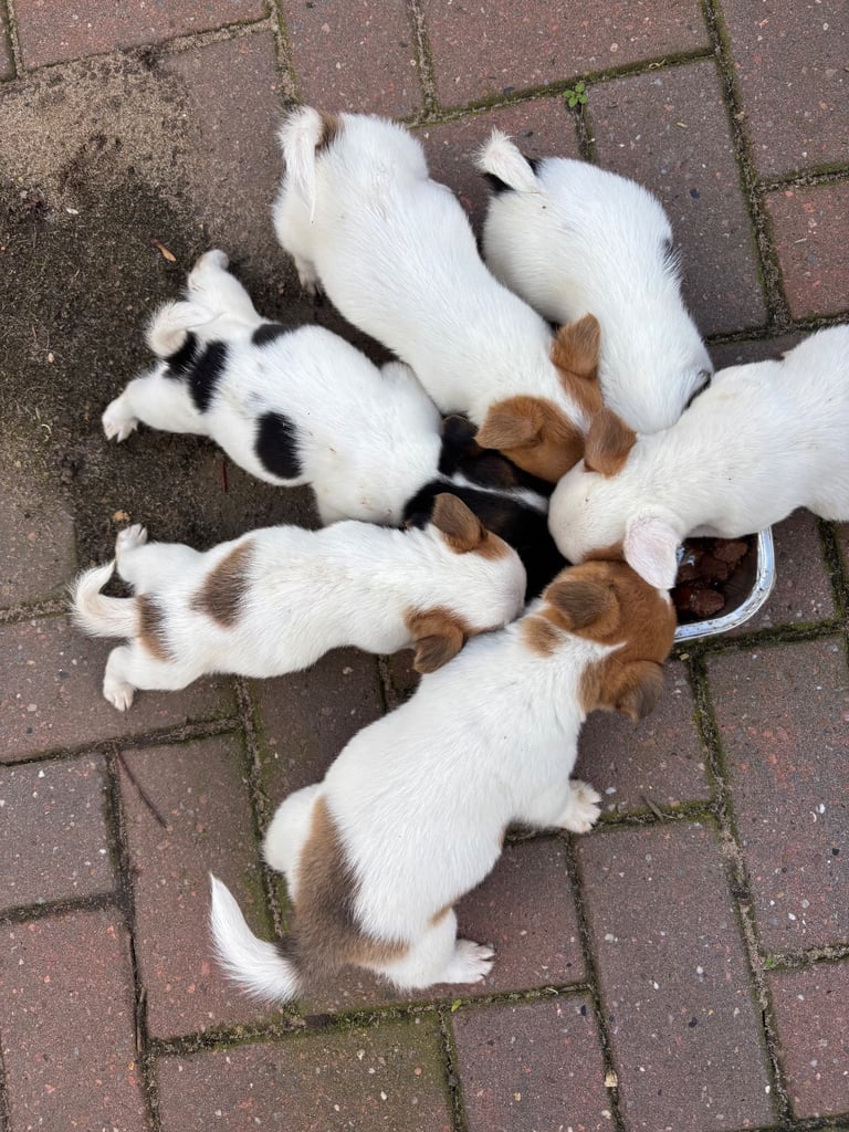 Jack Russell puppies 