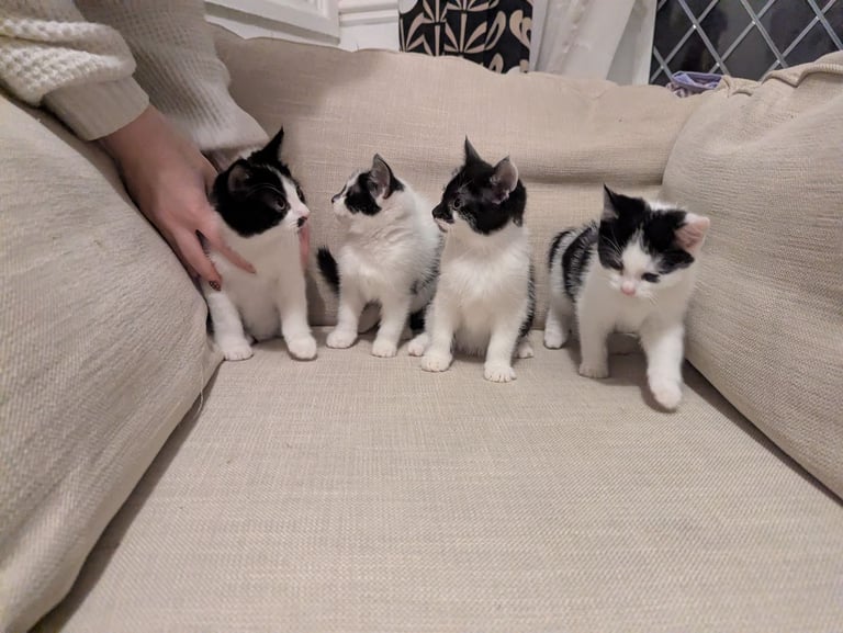 Kittens for sale