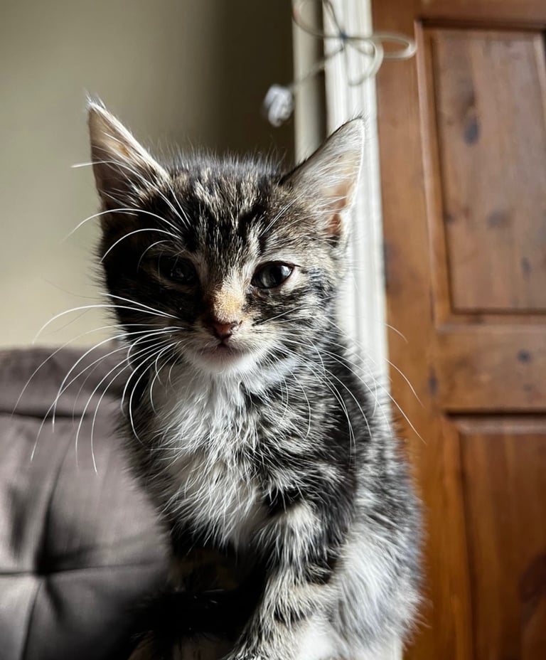 Beautiful kittens for sale £50 each