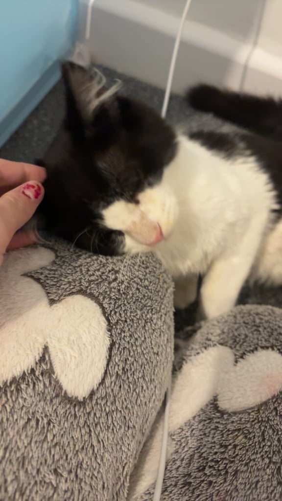 Black and white Cat