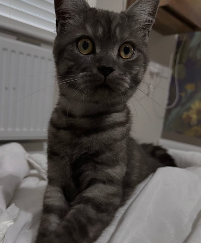 6 month old kitten 
