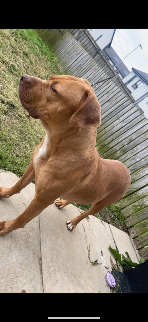 American bulldog for sale 