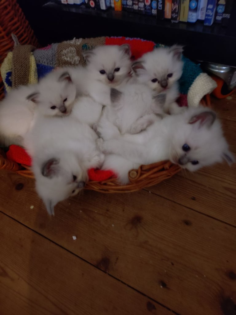 image for Ragdoll Purebred Bluepoint Kittens 