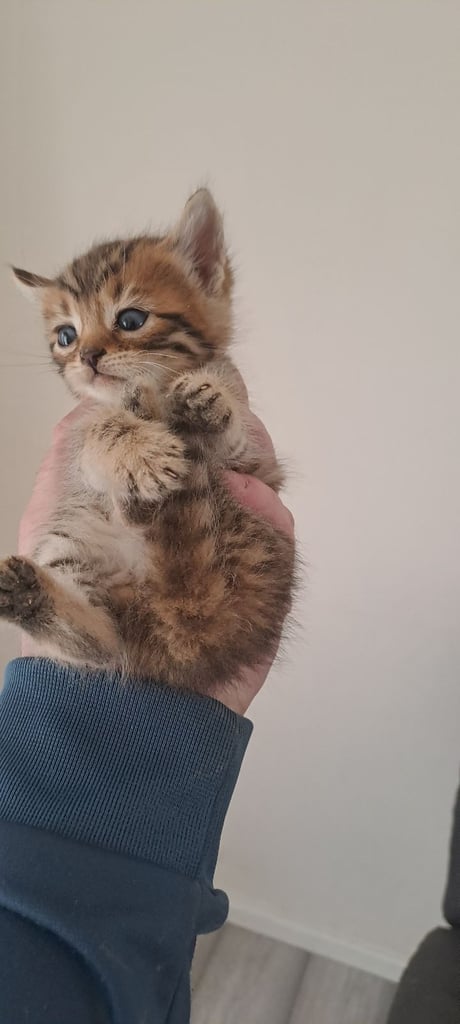 Bengal kittens girls x 3