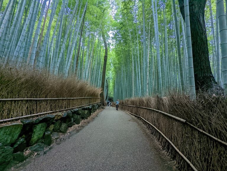 Arashiyama Bambuswald