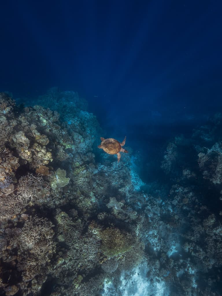 Snorkelling with Natau at Naa Islet