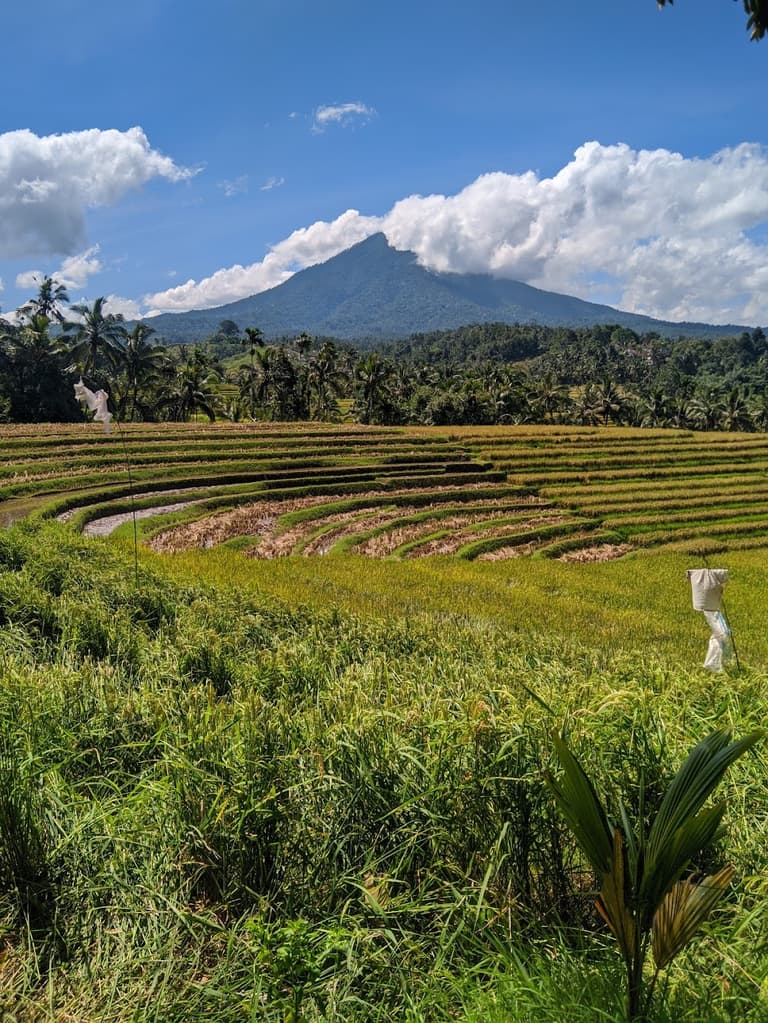 Terraços de Arroz Belimbing