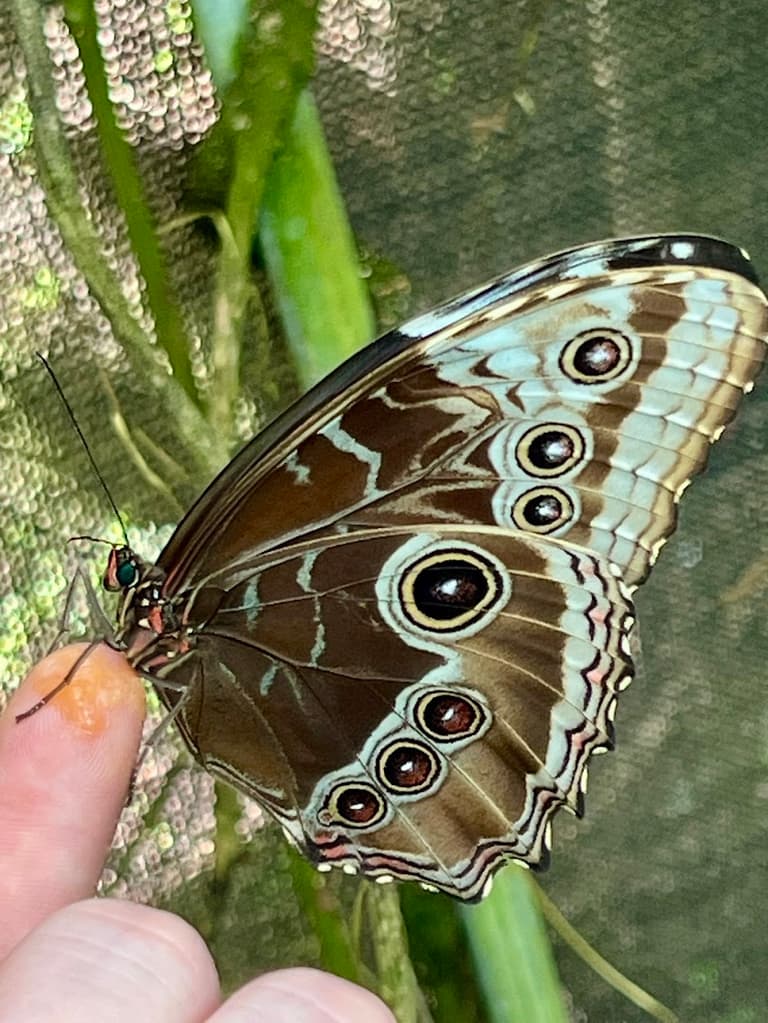 Giardino delle Farfalle di La Fortuna