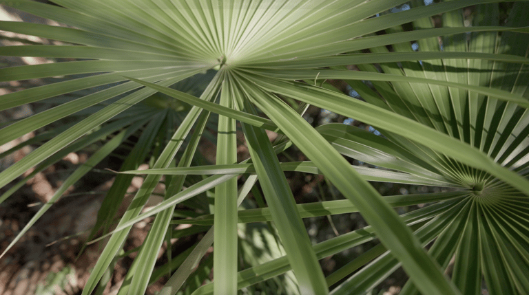 Cours de cuisine maya