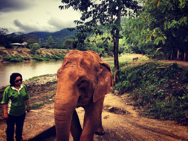 These elephants have been rescued
