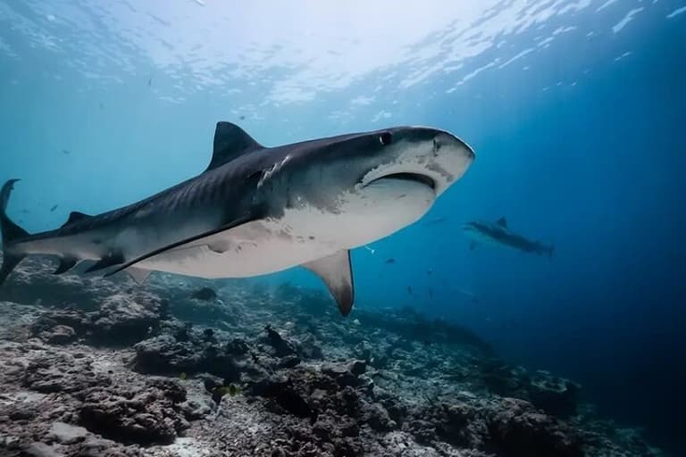 Tiger Shark Diving in Fuvahmulah:8 Days, 7 Nights 15 dives offer 