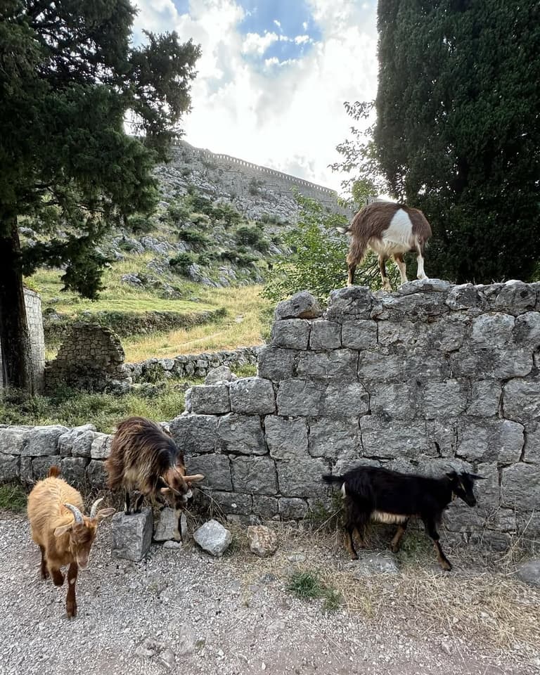 Expect to see goats on your hike up to Kotor Bay Viewpoint & Saint Ivan’s Fortress!