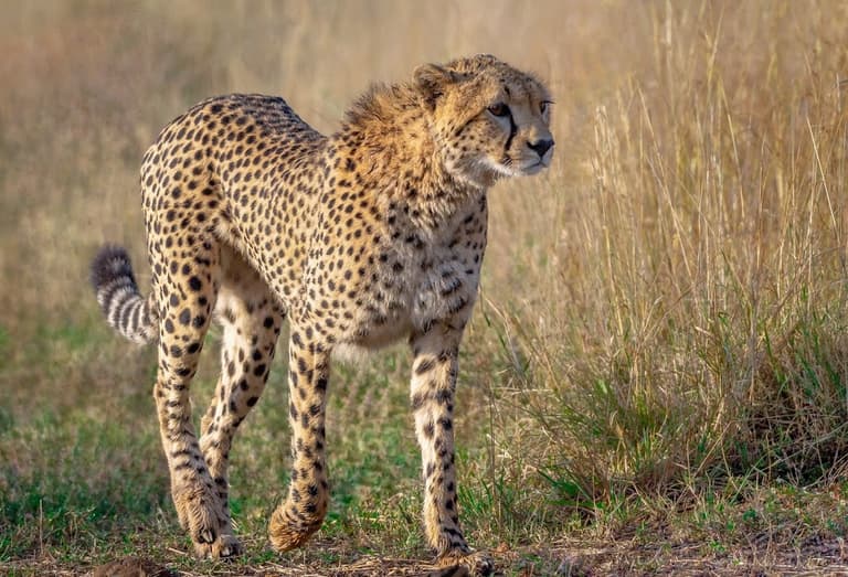 Masai Mara Nationalreservat