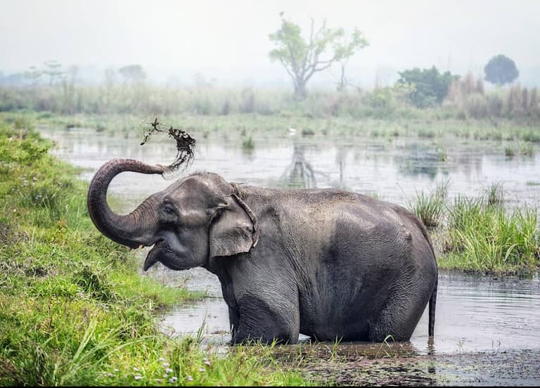 Chitwan National Park