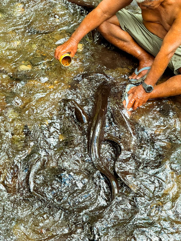 Étang Water Eel (Palikir)