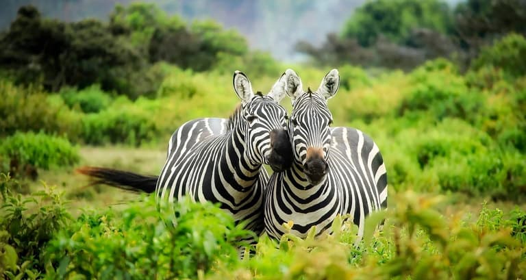 4 Tage Amazing Kenya Safari