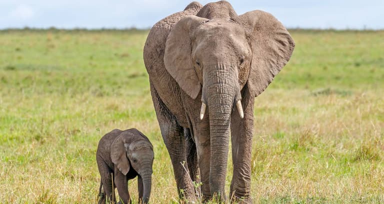 Kenya Wildlife Safari