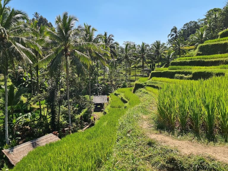 Tegallalang Rice Terrace