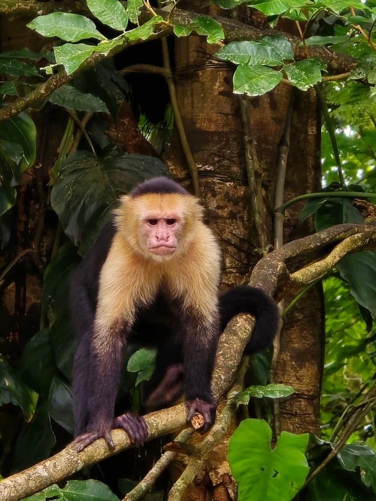 Monkey Park la Fortuna