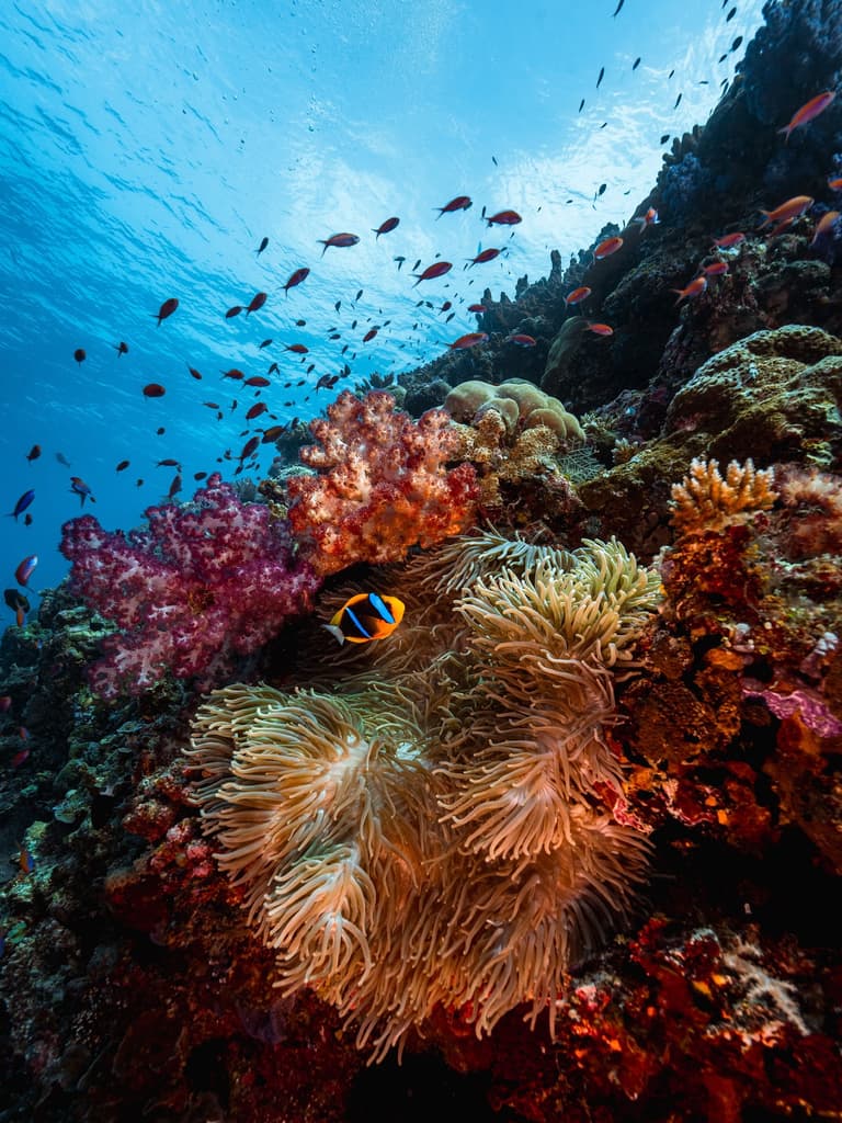 Diving (multiple tours & dive sites)