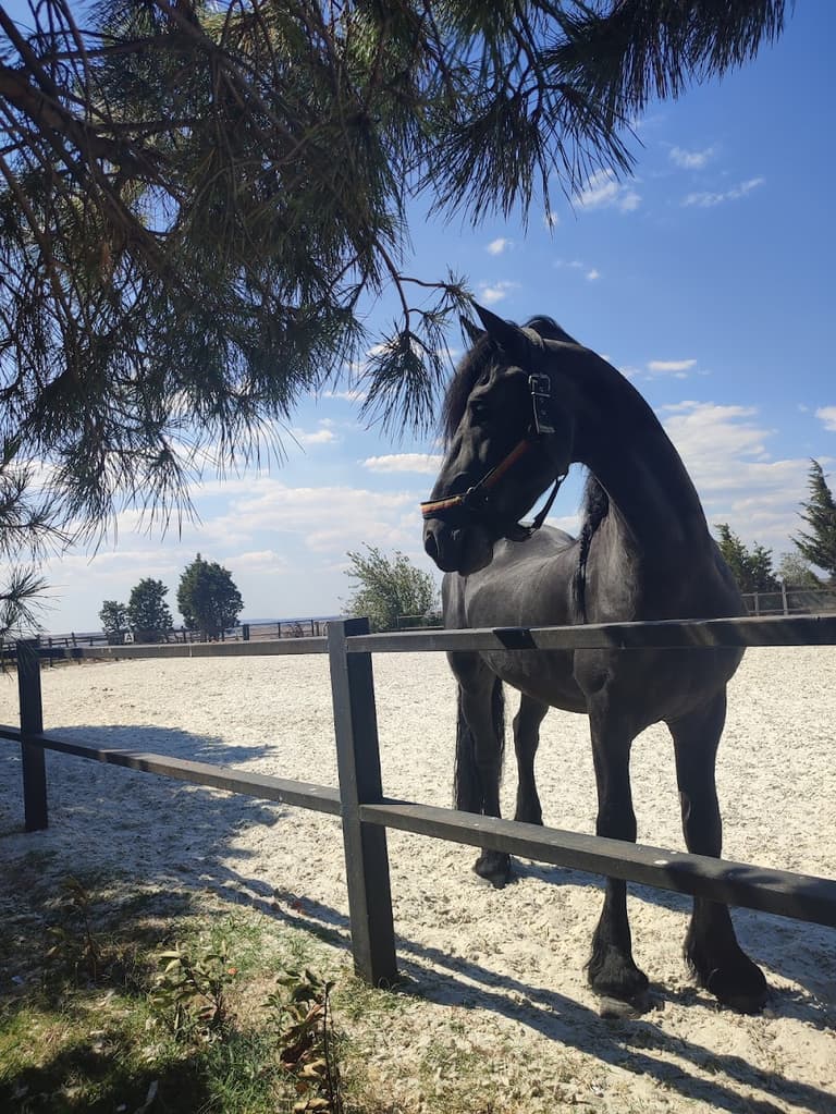 Mustang Range At Çiftliği