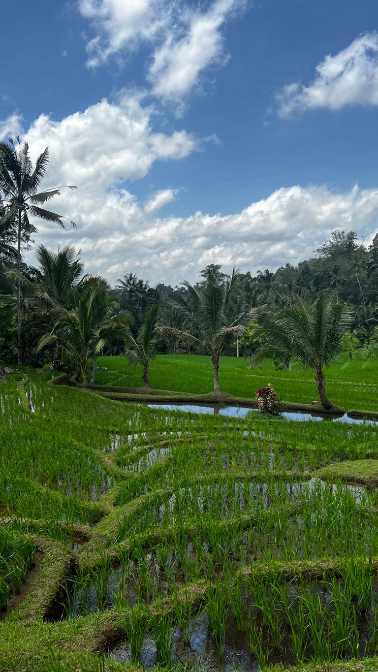 Bali's Hidden Rice Terraces Trek Experience
