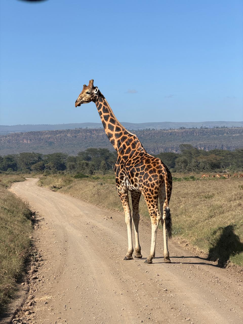 Kenya Safari: Masai Mara & Lake Nakuru