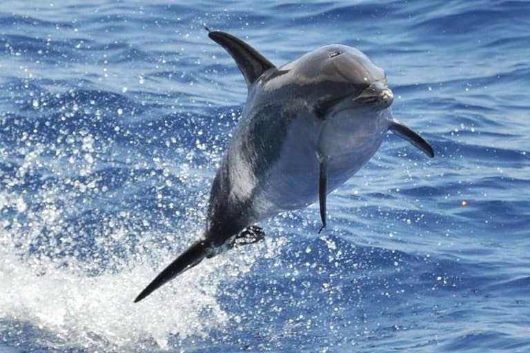 Croisière d'observation des dauphins et des baleines à Puerto Rico, Gran Canaria