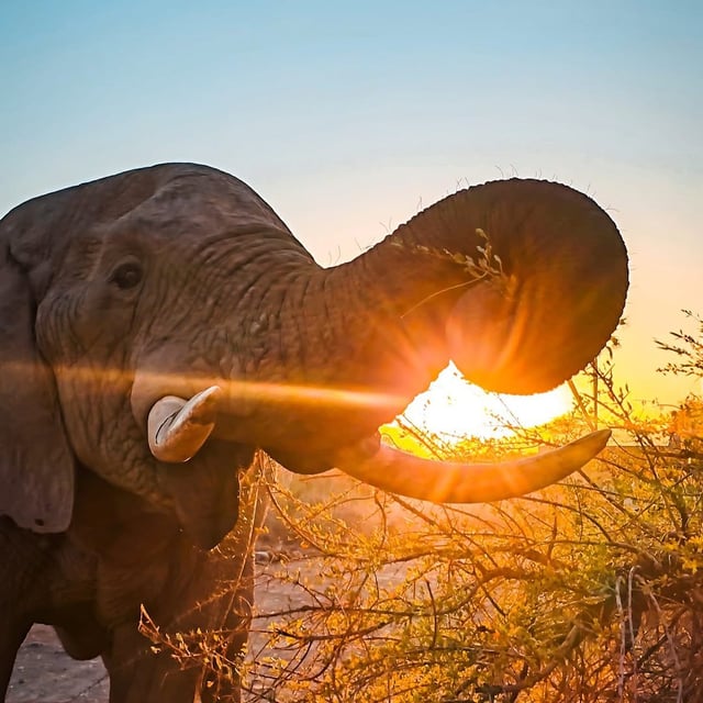 POV: you’re camping in Namibia, want to go to the bathroom in the morning and se