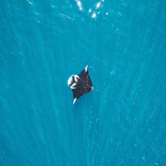 See where this Manta leads you to 👀

#skypixel #mantaray #djimavic #dronevideog
