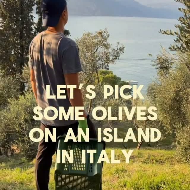 a right of passage to Italian life - olive picking 🫒 

—————————————————————-
C