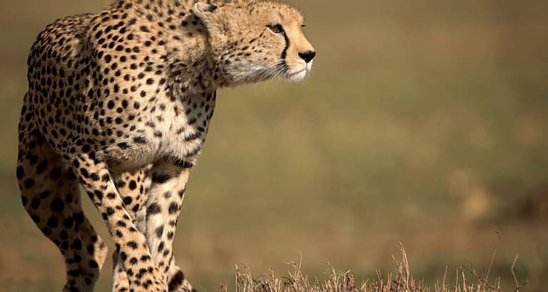 Kenya Camping Safari