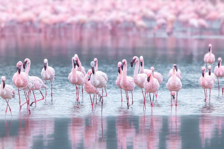 Lake Nakuru Nationalpark