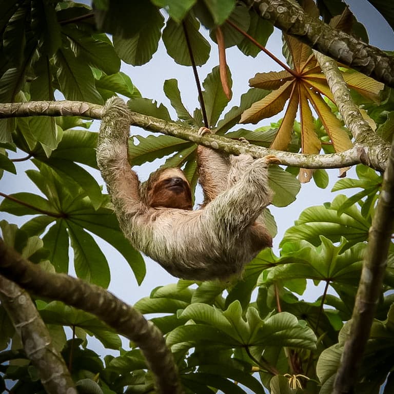 La Fortuna (Mariolas) Hikes and Trails