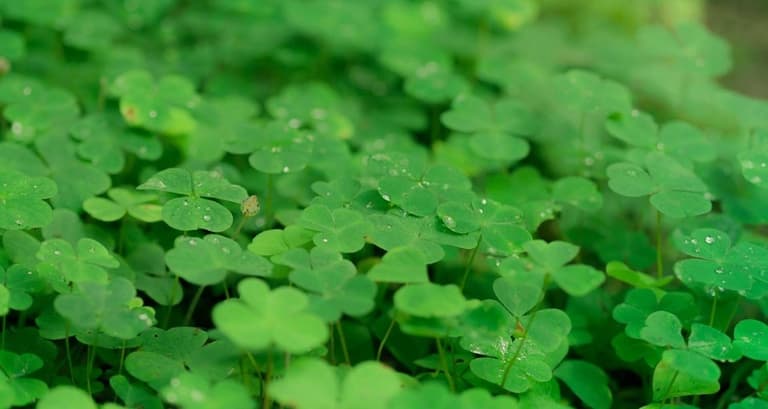 St Patrick's Day (Start Dublin)